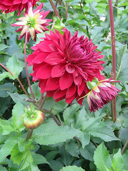 File:Dahlia 'Spartacus' 1.jpg