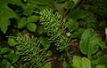 Hábito de Equisetum arvense Se observan las ramas.