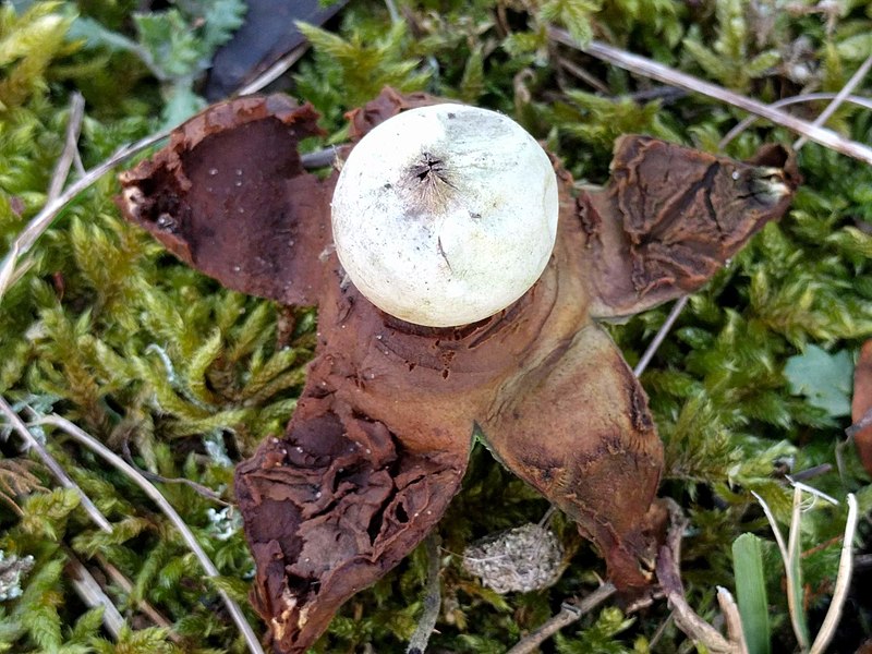 File:Geastrum triplex 111644242.jpg