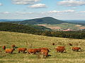 Der Baier im Nordosten der Auersberger Kuppenrhön