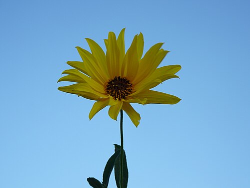 Helianthus × laetiflorus Pers. on blue sky