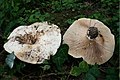 Ryzec osikový (Lactarius controversus)