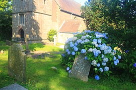 Llanfrechfa Church Hydrangeas.jpg