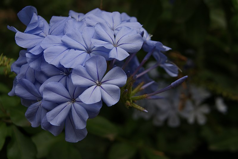 File:Plumbago auriculata Lam. al Parc de les Aigües (Barcelona).jpg