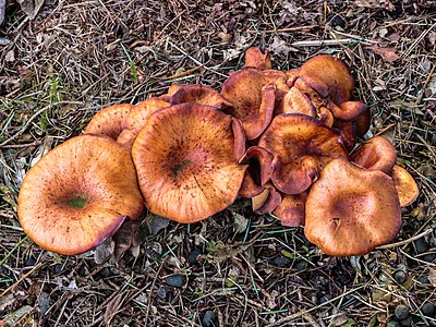 Roodbruine schijnridderzwam (Lepista flaccida) (d.j.b.) 02