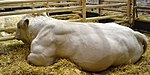 Photo couleur d'un taureau blanc couché dans la paille. Il est musclé, a un cou développé, pas de cornes et des poils bouclés au niveau de la tête et du cou.