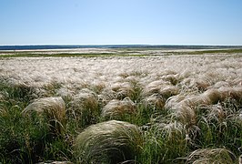 La steppe dans une réserve naturelle de l'oblast de Louhansk, Ukraine, en été, typiquement dominée par des panaches de Stipa sp.