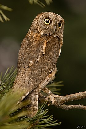 Um exemplar de Otus scops