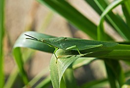 ♂ Atractomorpha lata