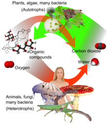 Auto-and heterotrophs.png