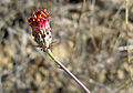 Adenophyllum porophylloides