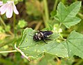 Andrena albopunctata