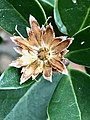 Empty involucre of hairy, brown bracts after wind dispersal of all pappus-tufted fruits