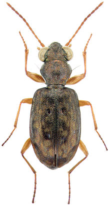 Asaphidion curtum curtum (Heyden) - ZooKeys-245-001-g022.jpeg