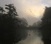 Branta canadensis (Canada Geese) and morning fog in Golden Gate Park California Image is also a Featured picture of Anseriformes