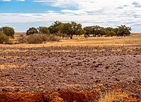 Diamantina National Park, a tropical grassland/savannah