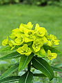 Euphorbia oblongata