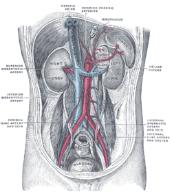 Průběh dolní duté žíly břišní dutinou. Gray's Anatomy, 1918