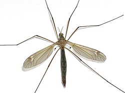 Diptera