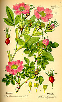 Dvije ruže: Rosa cinnamomea L. i R. rubiginosa L.