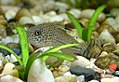 Corydoras julii