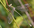 Zwervende pantserjuffer (Lestes barbarus)