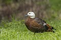 * Nomination Paradise shelduck (Tadorna variegata) female --Charlesjsharp 11:53, 28 October 2024 (UTC) * Promotion  Support Good quality ReneeWrites 11:53, 28 October 2024 (UTC)