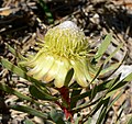 Protea scolymocephala