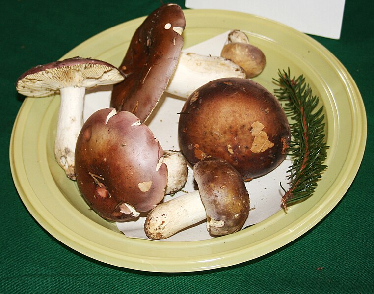 File:Russula vinosa 1.jpg