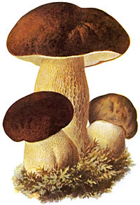 Juu Oard Boletus edulis (düütsk:Steinpilz)