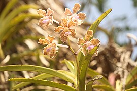 Vanda tessellata Davidraju 9858.jpg