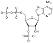 3'-fosfoadenosin-5'-fosfosulfat (PAPS) adalah suatu anhidrida campuran dari asam sulfat dan asam fosfat serta merupakan koenzim yang paling umum dalam reaksi transfer sulfat biologis.