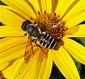 Megachile sp. (família Megachilidae) en girasol. Pennsilvania, Estats Units