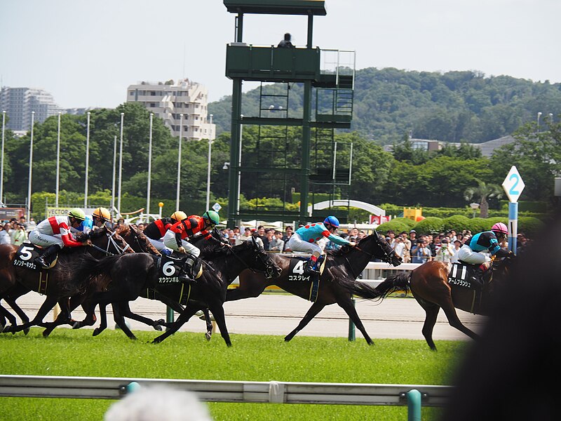 File:8R Aoarashi sho (2 win class, 4yo and up) Turf 2400m at tokyo racecourse (53750066811).jpg