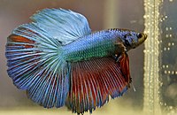 Siamese fighting fish