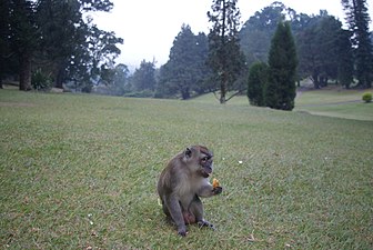 Singe sauvage et aimable.