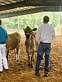 Jersey cow at the 2024 Newton State Dairy Show