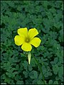 Open and closed flowers and leaves, Israel December 4th, 2014