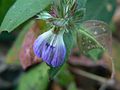 Cynarospermum asperrimum