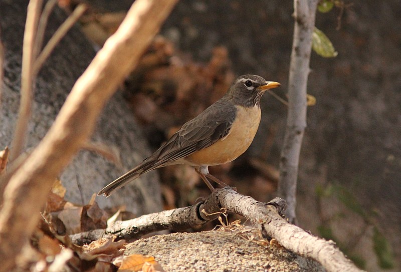 File:American Robin (San Lucan), San Antonio de la Sierra, Baja California del Sur, Mexico, 1 March 2014 (12920986915).jpg