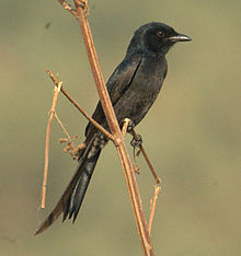 Königsdrongo auf einem Ast