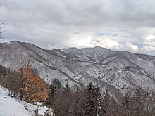 Porzione del Bosco di Sant'Antonio in inverno da "Capanno delle Guardie"