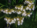 Brassavola nodosa