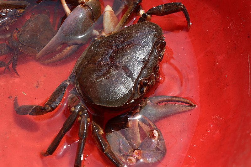 File:CRABE 2.jpg