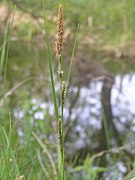 Carex melanostachya