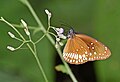 * Nomination: Close wing Nectaring posture of Euploea core (Cramer, 1780) - Common Crow --Sandipoutsider 14:13, 9 October 2024 (UTC) * * Review needed