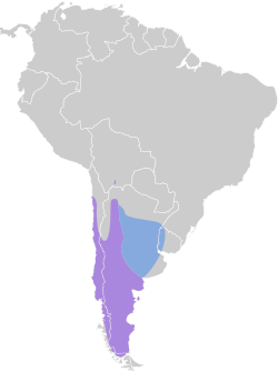 Distribución geográfica de la diuca común.