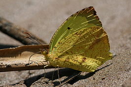 Eurema xantochlora