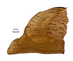 Cross-section of tinder fungus (Fomes fomentarius)