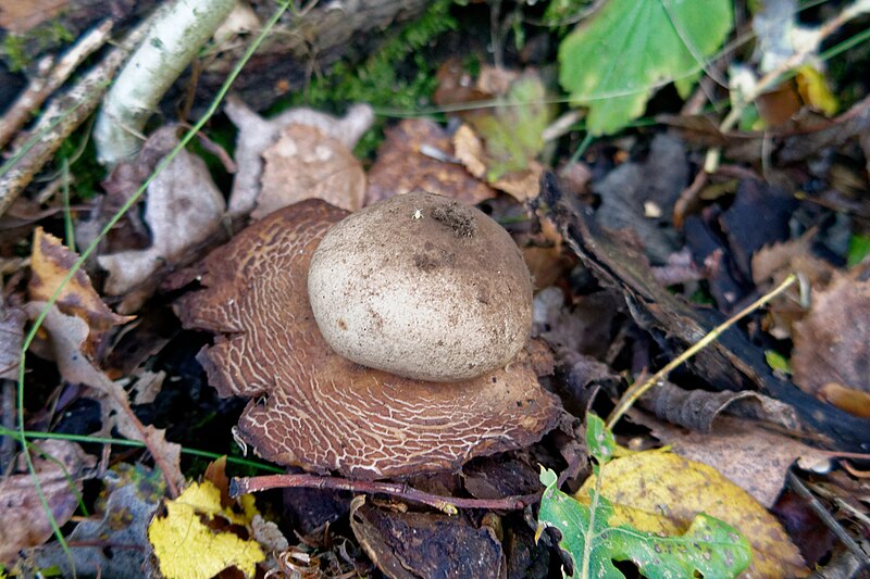 File:Geastrum triplex (30404377057).jpg